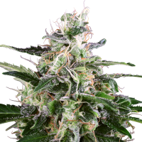 White Label Cannabis Seeds White Skunk Auto