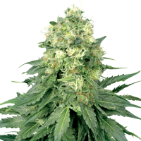 White  Label  Cannabis  Seeds  White  Widow