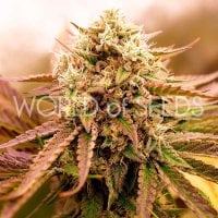 World  Of  Cannabis  Seeds  Appalachian  Kush