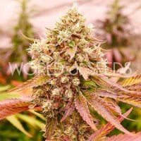World  Of  Cannabis  Seeds  Burger  Kush