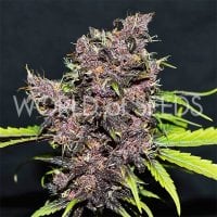 World  Of  Cannabis  Seeds  Purple  Afghan  Kush  Ryder