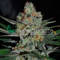 World  Of  Cannabis  Seeds  Cannabis  Seeds  Afghan  Kush  Early