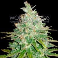 World  Of  Cannabis  Seeds  Cannabis  Seeds  Afghan  Kush  X  Black  Domina