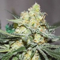 World  Of  Cannabis  Seeds  Cannabis  Seeds  Afghan  Kush  X  Skunk