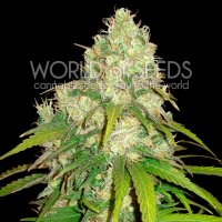 World  Of  Cannabis  Seeds  Cannabis  Seeds  Afghan  Kush  X  Yumbolt