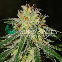 World  Of  Cannabis  Seeds  Cannabis  Seeds  Amnesia  Early  Version