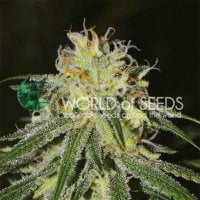 World  Of  Cannabis  Seeds  Cannabis  Seeds  Amnesia