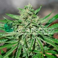 World  Of  Cannabis  Seeds  Cannabis  Seeds  Cbd  Tonic