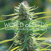 World  Of  Cannabis  Seeds  Cannabis  Seeds  Colombian  Gold