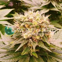 World  Of  Cannabis  Seeds  Cannabis  Seeds  Harlequeen  Thc  Free