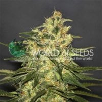 World  Of  Cannabis  Seeds  Cannabis  Seeds  Ketama