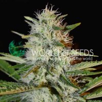 World  Of  Cannabis  Seeds  Cannabis  Seeds  Kilimanjaro