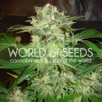 World  Of  Cannabis  Seeds  Cannabis  Seeds  Mazar  Kush