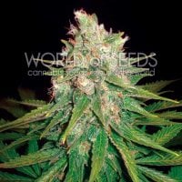 World  Of  Cannabis  Seeds  Cannabis  Seeds  Mazar  X  Great  White  Shark
