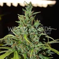 World  Of  Cannabis  Seeds  Cannabis  Seeds  Neville  Haze  Ryder