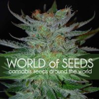 World  Of  Cannabis  Seeds  Cannabis  Seeds  New  York 47