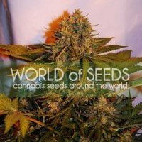 World Of Cannabis Seeds Cannabis Seeds Northern Light X Big Bud Ryder