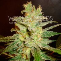 World  Of  Cannabis  Seeds  Cannabis  Seeds  Northern  Light  X  Big  Bud