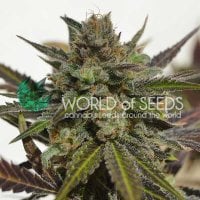 World  Of  Cannabis  Seeds  Cannabis  Seeds  Northern  Light  X  Skunk
