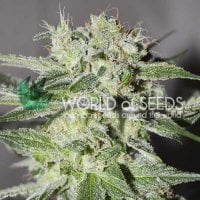 World  Of  Cannabis  Seeds  Cannabis  Seeds  Pakistan  Valley