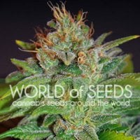 World  Of  Cannabis  Seeds  Cannabis  Seeds  Skunk 47