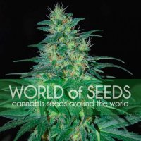 World  Of  Cannabis  Seeds  Cannabis  Seeds  South  African  Kwazulu