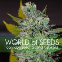 World  Of  Cannabis  Seeds  Cannabis  Seeds  Space