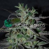 World  Of  Cannabis  Seeds  Cannabis  Seeds  Strawberry  Blue  Early  Version