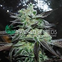 World  Of  Cannabis  Seeds  Cannabis  Seeds  Strawberry  Blue