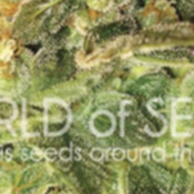 World  Of  Cannabis  Seeds  Cannabis  Seeds  Sugar  Mango  Ryder