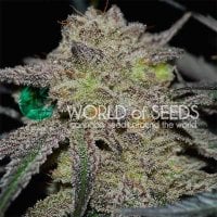 World  Of  Cannabis  Seeds  Cannabis  Seeds  Tonic  Ryder