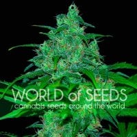 World  Of  Cannabis  Seeds  Cannabis  Seeds  Wild  Thailand