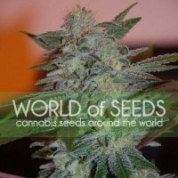 World  Of  Cannabis  Seeds  Cannabis  Seeds  Yumbolt 47