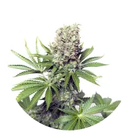 Yieldmonger  Cannabis  Seeds  Jumbo  Runtz