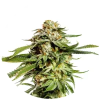 Yieldmonger  Cannabis  Seeds  Super  Scoop