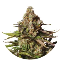 Yieldmonger  Cannabis  Seeds  Turbo  Zkittles