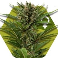 Zambeza  Cannabis  Seeds  Candy  Caramelo  Fast  Version