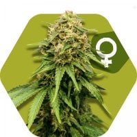 Zambeza  Cannabis  Seeds  Critical  Xxl