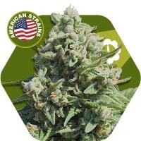 Zambeza  Cannabis  Seeds  Misty  Gorilla  Auto