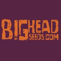 Bighead Seeds