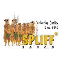 Spliff Seeds