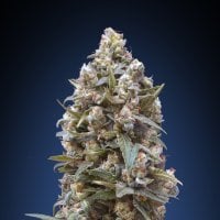 00  Kush  Feminised  Cannabis  Seeds