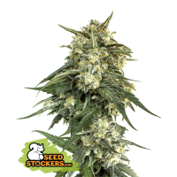 04 20 B C N 20 Critical 20 X X L 20 Fast 20 Feminised  Cannabis  Seeds