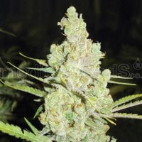 1024  Feminised  Cannabis  Seeds