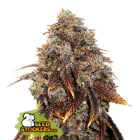 18 20gelato 41  Feminised  Cannabis  Seeds