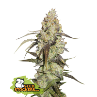 33 20 Runtz 20 Feminised  Cannabis  Seeds