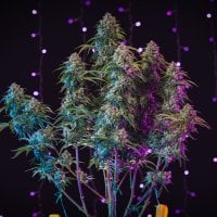 3  Bears  O G  Auto  Feminised  Cannabis  Seeds