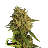 42 20 O  G  20 Kush 20 Feminised  Cannabis  Seeds