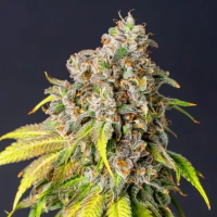 60  Day  Grapefruit  Auto  Flowering  Cannabis  Seeds 0