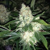 A K27  Express  A U T O  Feminised  Cannabis  Seeds
